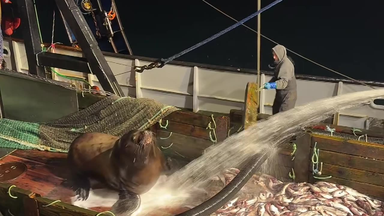Sea Lion Finds Free Food on Fishing Boat