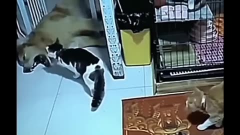 animals