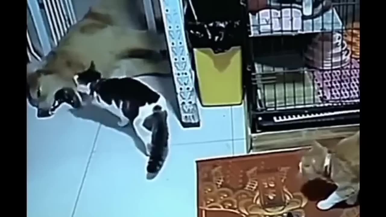 animals
