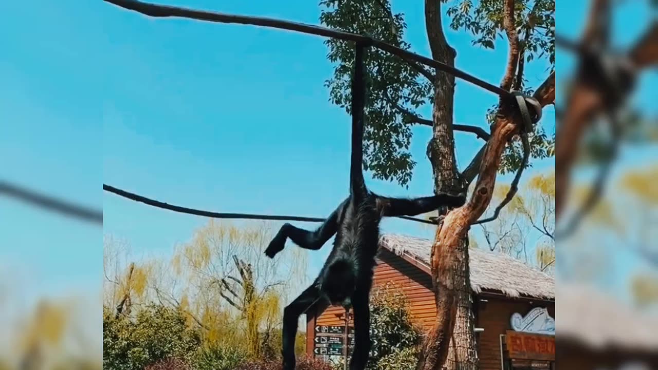 Monkey video | amazing monkey video | baby monkey