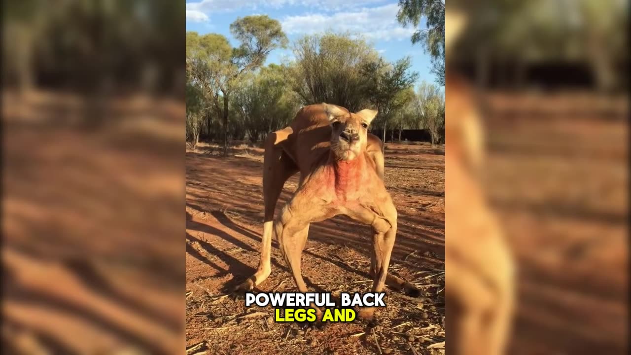 Kangaroos: Australia’s Hopping Icons!
