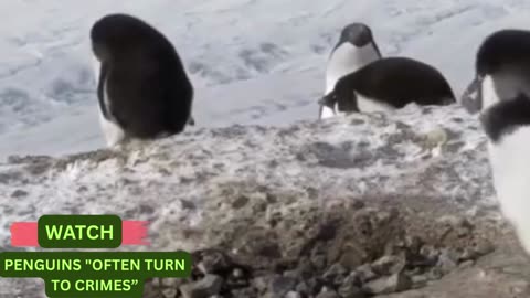 🐧🏦 PENGUINS "OFTEN TURN TO CRIMES," SCIENTISTS CONFIRM — FISHY FELONS EXPOSED! Nu News Daily+ Alt.