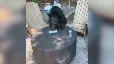 Funny Animal Videos 2023 😅 - Funniest Dogs and Cats Videos 😁 #15