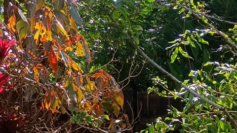 22.8.2025 Out of Control Kuranda