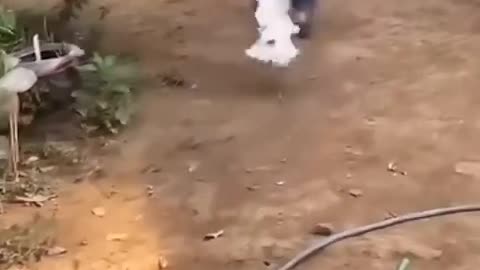 Epic Funny Video 😂😂😂 #shorts #viralshorts #comedy #funnymoments #fails #humor (64)