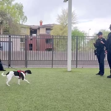 Adorable chihuahua finds new home after abandonment by former owner