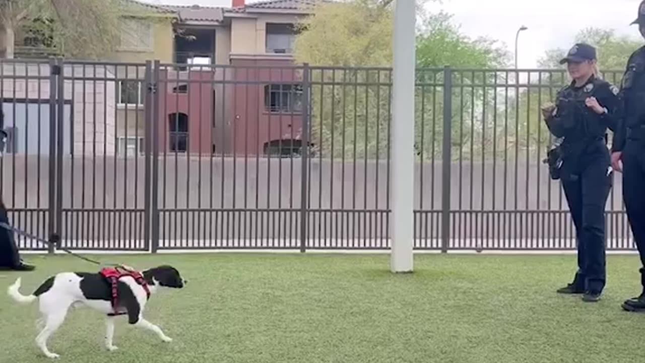 Adorable chihuahua finds new home after abandonment by former owner