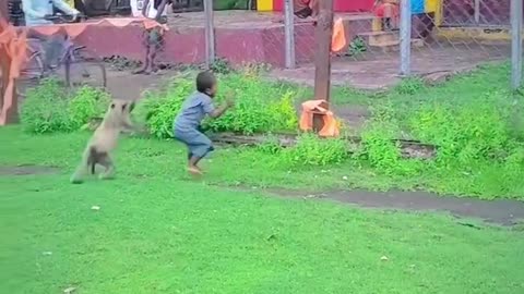 Monkey is playing