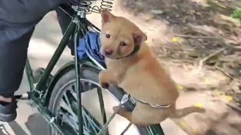 Dog's Comedy Videos 🤣 so cute videos 😍