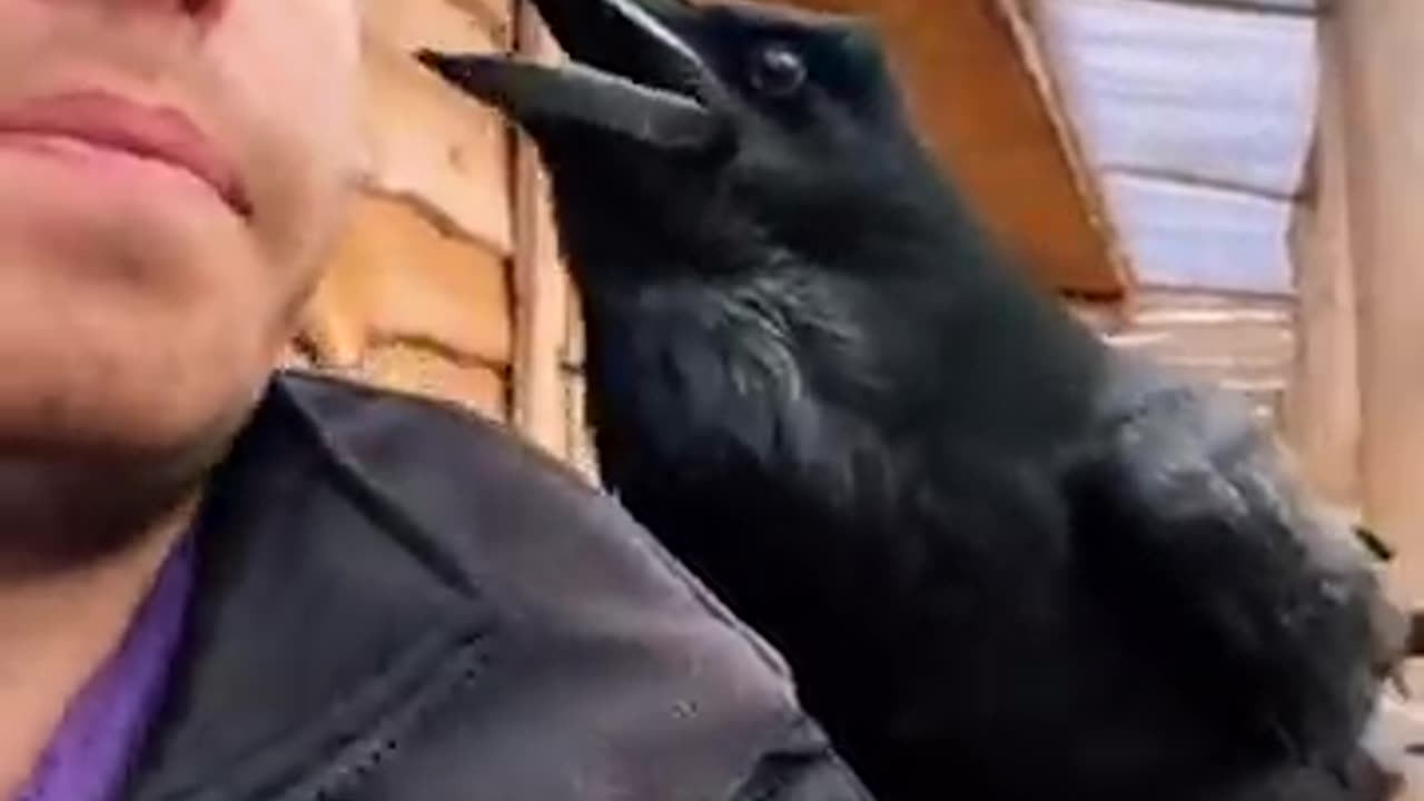 Funny Raven Gets VERY CHATTY with Pet Parent!