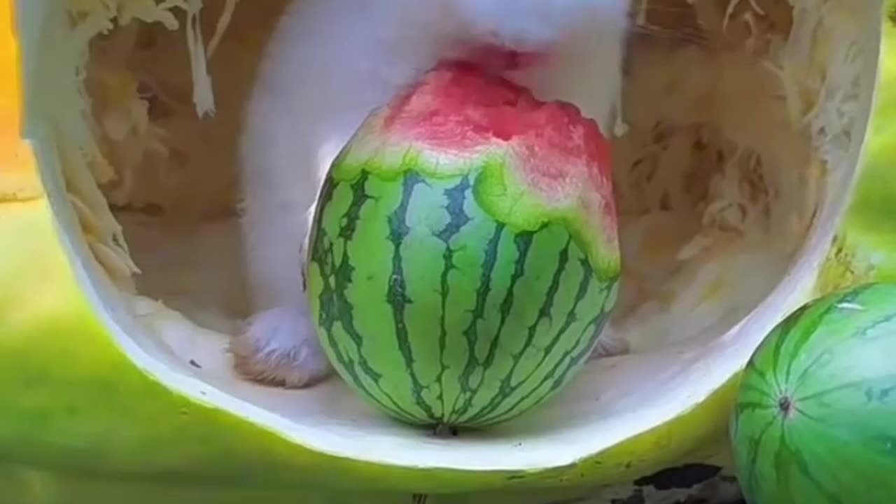 “So Many Bunnies,So Many Munches! end 😂🐇🍽️ Which One’s the Cutest?follow to more ”