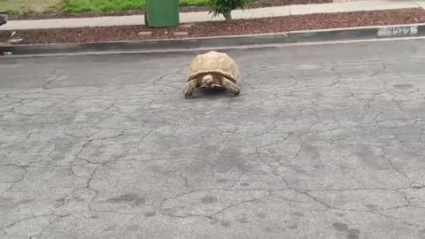 Tortoise Going For A Short Walk