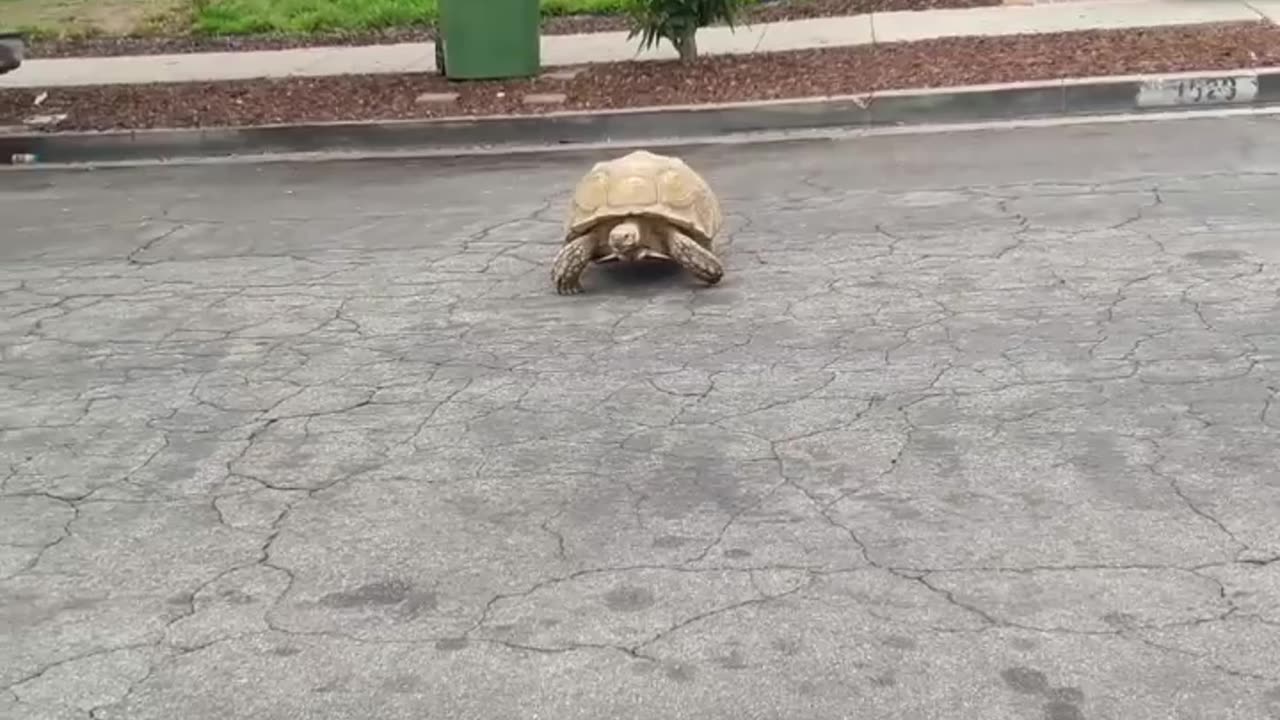 Tortoise Going For A Short Walk