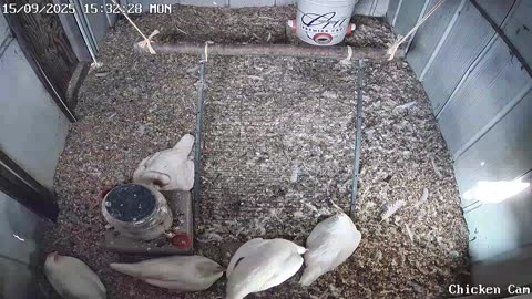 Millar Time Chicken Cam