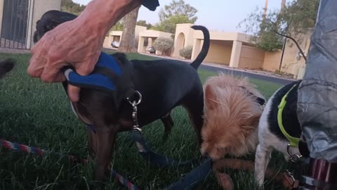 Kiko ChaCha Villanova Paco in grass area across from our house face many pressures20250617_679