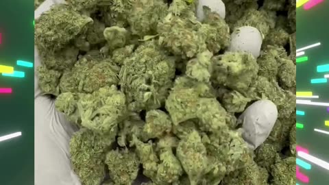 Starburst THCa Flower | Potent Hybrid | Fruity + Euphoric Effects | Wholesale #thca #hemp