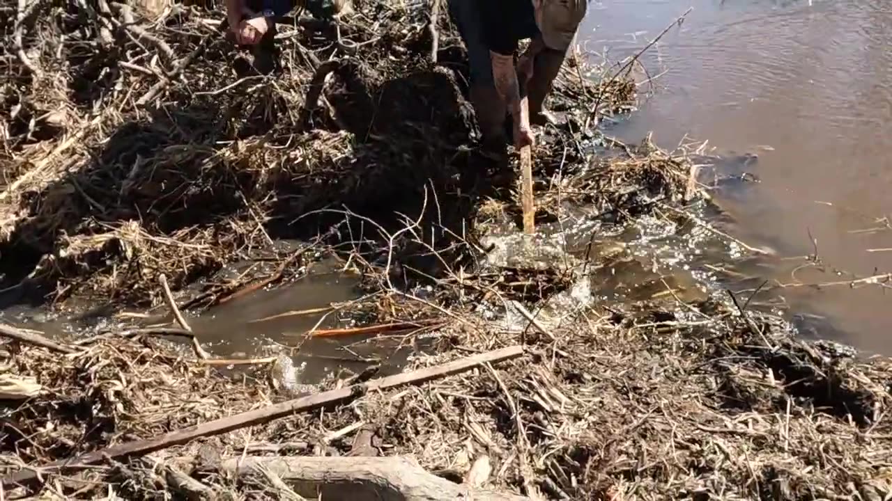 Beaver Trapping With Grandson South Line