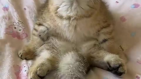 Cute cat