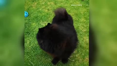 best funny video