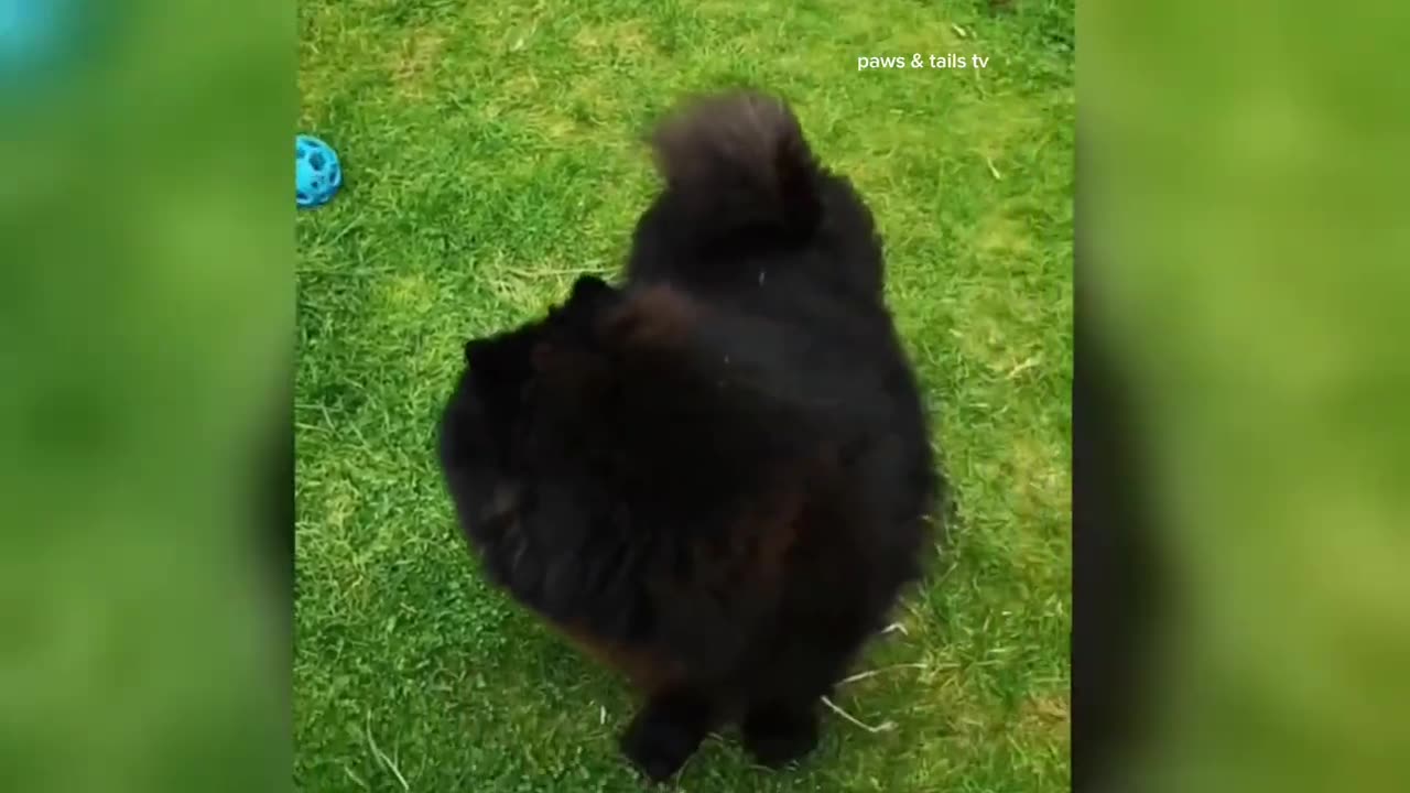 best funny video