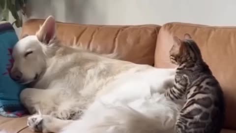 Mischievous Cats | Funny and Adorable Antics 🐱🤣