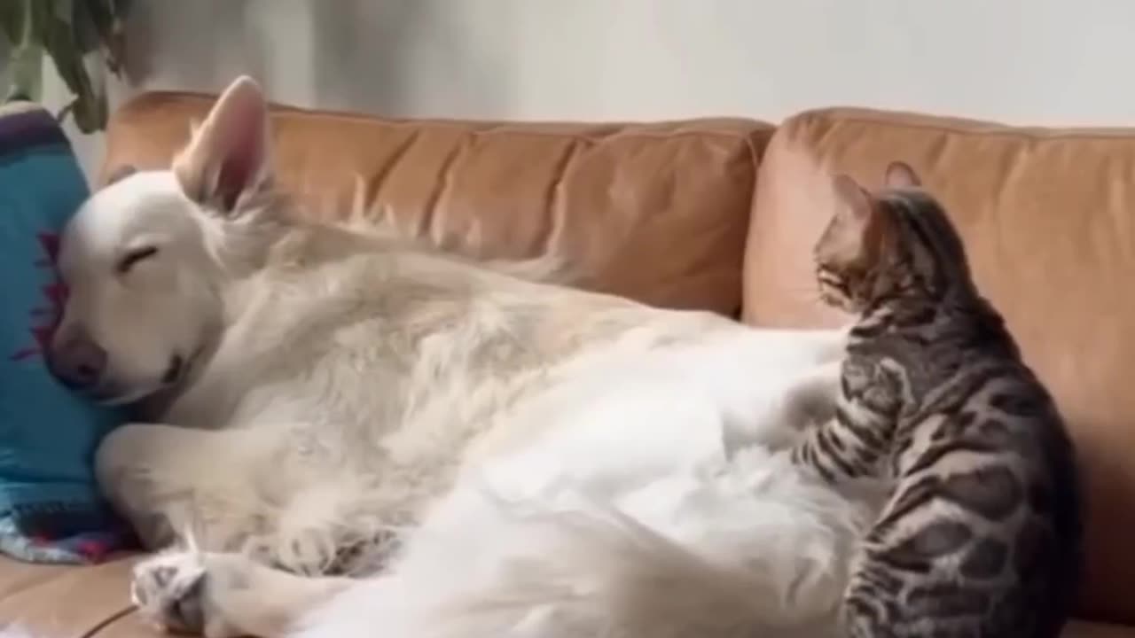 Mischievous Cats | Funny and Adorable Antics π±π€£