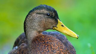 Mallard Duck Drake Close-ups in Summer Colours