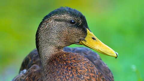 Mallard Duck Drake Close-ups in Summer Colours
