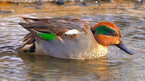Tiny Male Eurasian Teal Duck Foraging Hard in a Snowy River