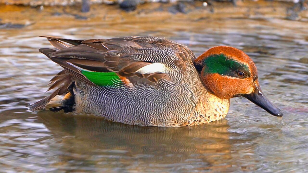 Tiny Male Eurasian Teal Duck Foraging Hard in a Snowy River