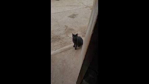 el blanco
