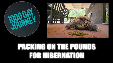 1000 Day Journey 0708 Packing on the Pounds for Hibernation