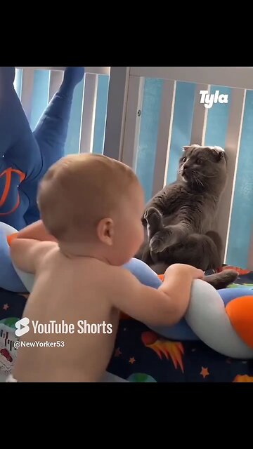 Cat vs. Baby