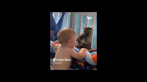Cat vs. Baby