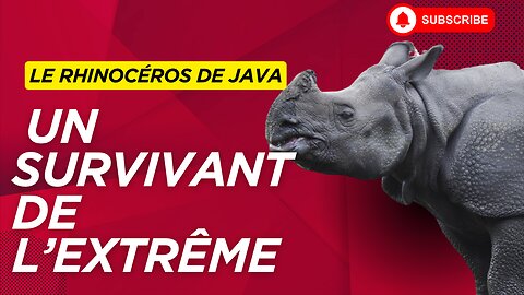 Le Rhinocéros de Java : Une Espèce au Bord de l'Extinction