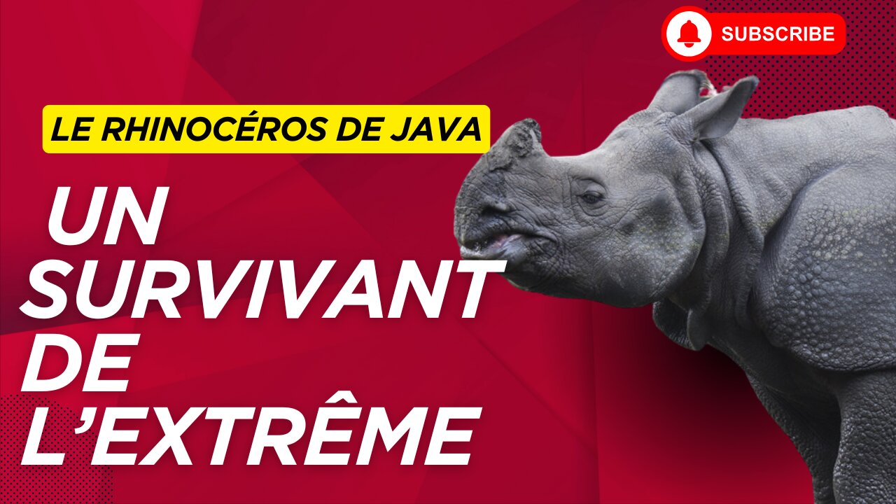 Le Rhinocéros de Java : Une Espèce au Bord de l'Extinction