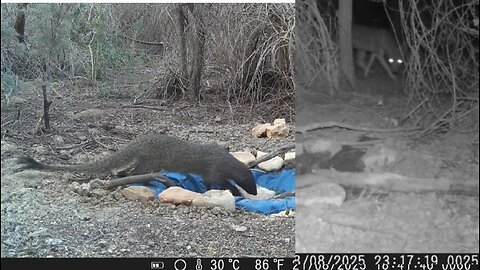 African golden wolf and Egyptian mongoose