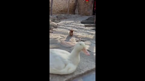This dog was lost and a duck became his mother 🥺❤