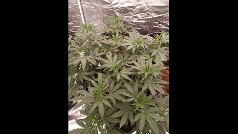 permanent midnight by James loud genetics