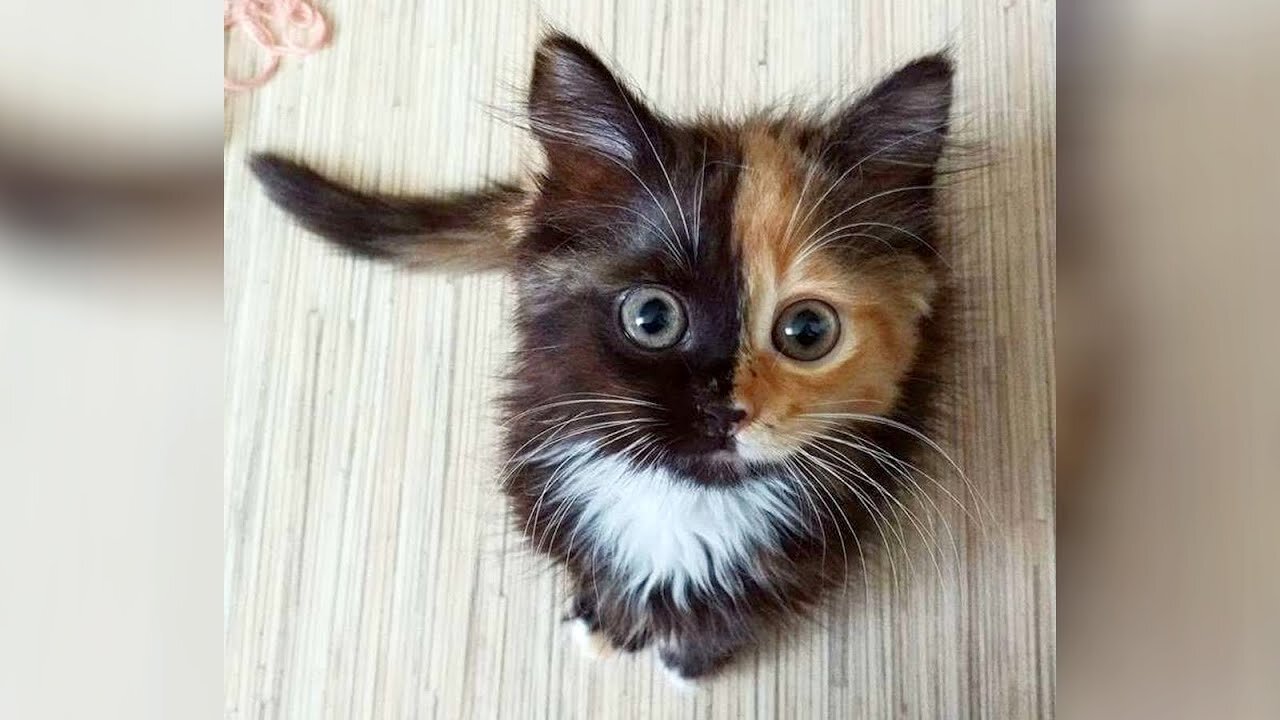 Bet you CAN'T HOLD LAUGH for 1 MINUTE! The funniest CATS!