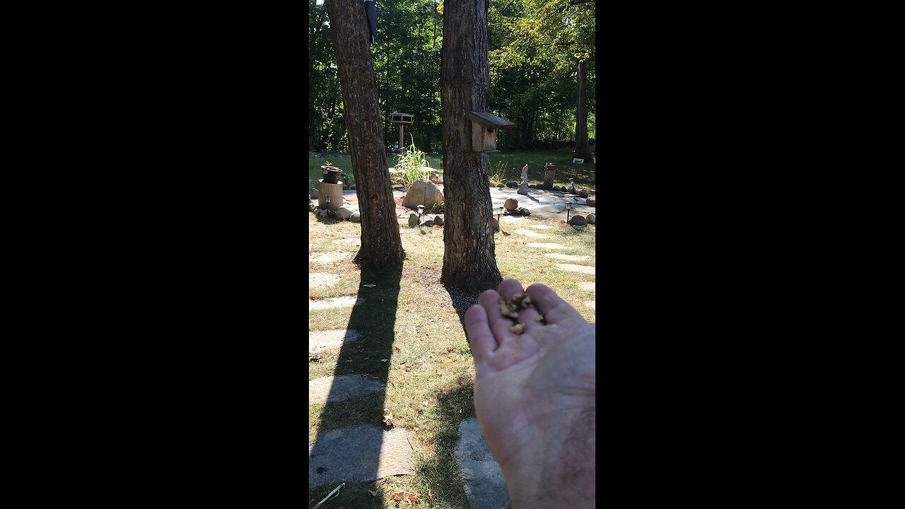 Feeding the bird