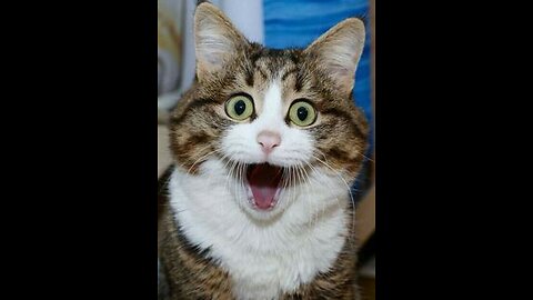 Funny cat videos