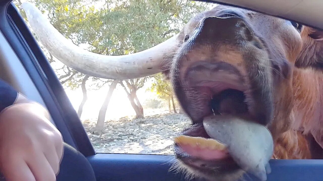 Feeding WILD ANIMALS can be awesome - Funniest fail/win videos!