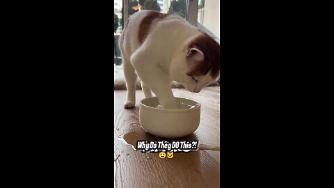Why Your Cat Dips Its Paw in the Water 🐾😹 | The Weird Truth Behind It!