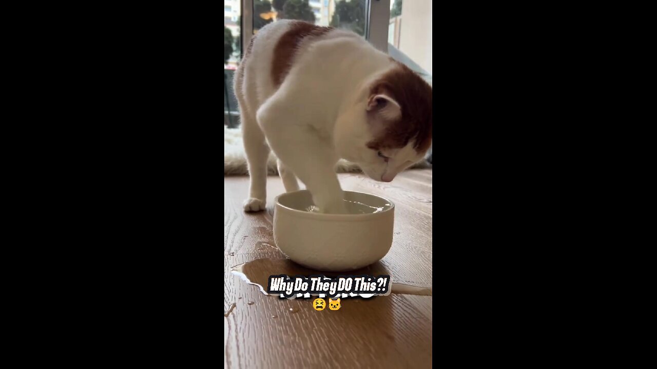 Why Your Cat Dips Its Paw in the Water 🐾😹 | The Weird Truth Behind It!