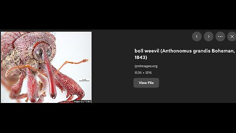 ~Evil As A Boll Weevil~