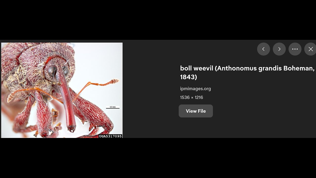 ~Evil As A Boll Weevil~