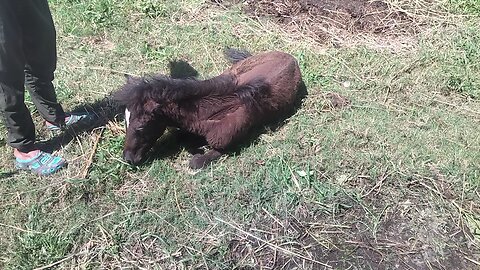 Horse baby leaped attack tritment hai video
