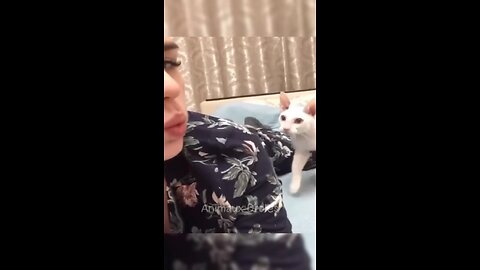 cats very shocked 😳