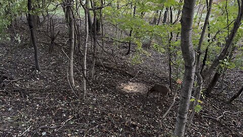 Ohio buck kill